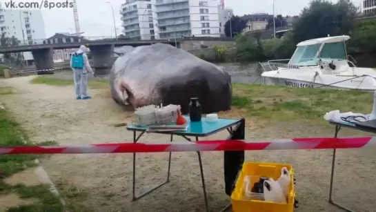 В Ренне обнаружили кашалота / Un cachalot échoué retrouvé sur un quai à Rennes