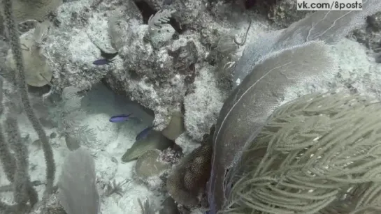 Мурена спит на морском дне, постоянно открывая пасть / Moray eel snoozes up side down, Turks and Caicos