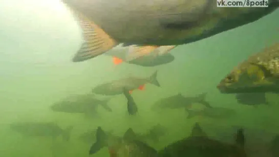 Много огромной рыбы в пруду Чернобыля / Fish in Chernobyl plants cooling pond