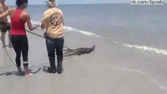 На морском пляже в Джорджии обнаружили аллигатора / An alligator caught on a beach in the state of Georgia