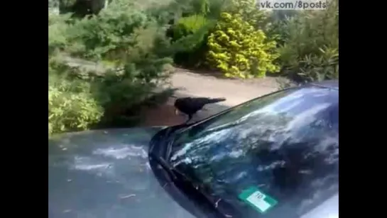 Птица-ворон бьёт камнем по ветровому стеклу автомобиля / Bird attacks car with a rock