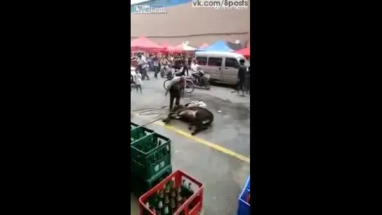 18+ Продавец убивает осла прямо при покупателя свежего мяса / Vendor slaughters donkey on street