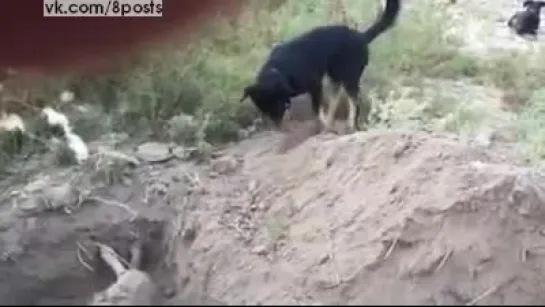 Собака помогает носом закапывать своего мёртвого друга / a dog helps to bury its friend at a funeral -