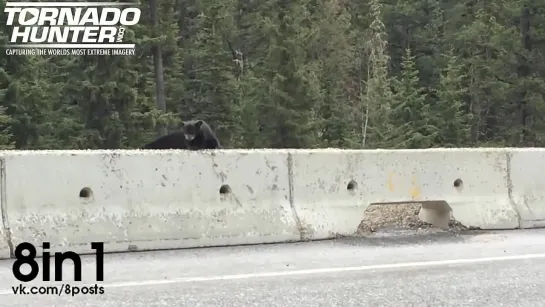 Мама-медведица забирает медвежонка с проезжей части дороги / Mama Bear Pulls Cub Off Highway To Safety