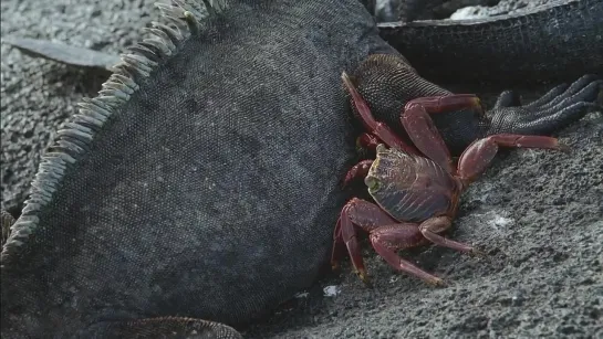 BBC: Королевство океанов - Между Сушей и Морем