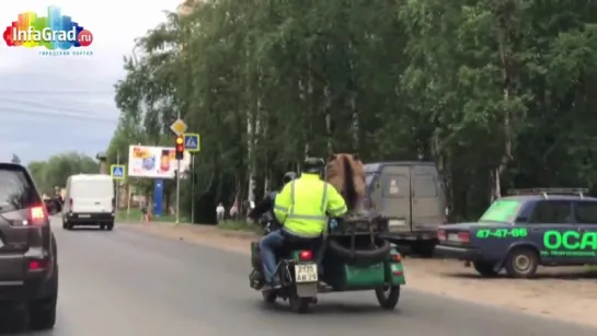 В Архангельске огромный медведь прокатился на мотоцикле