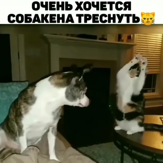 Какое то сильное заклинание у кота😂😂