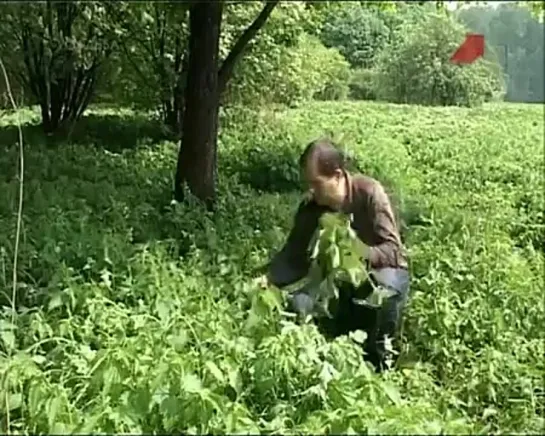 Веники для бани