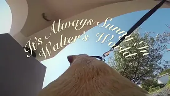 dog with GoPro