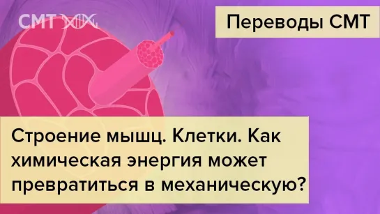 Строение мышц. Клетки (Crash Course)