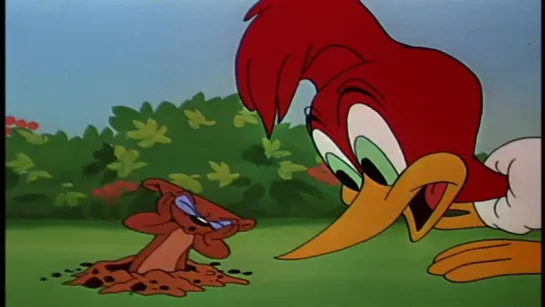 Woody Woodpecker Disc 6 in english eng HD