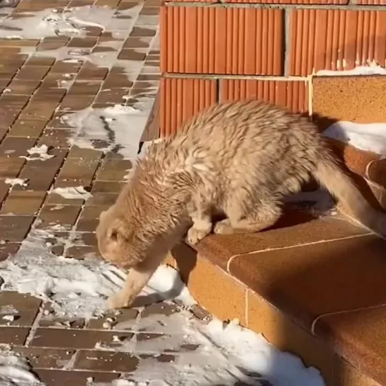 Видео Котики не против