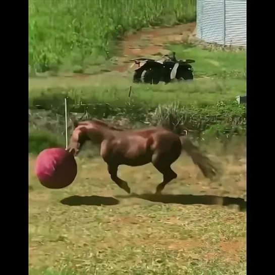 лошадь забавляется с мячом 🥎