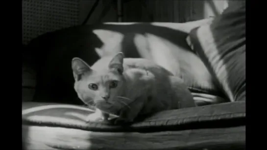 Личная жизнь кота / The Private Life of a Cat (1944) Александр Хакеншмид, Майя Дерен