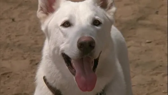 White Dog (Perro Blanco) Subtitulada