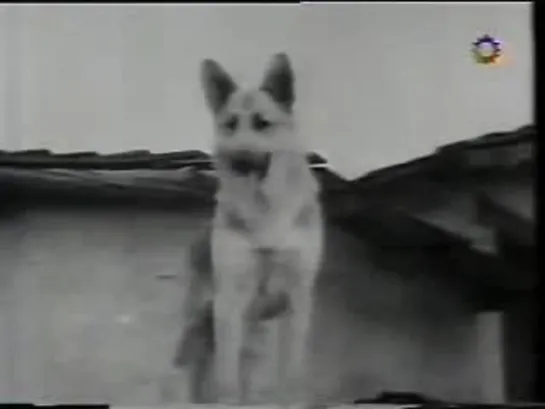 Las Aventuras de Rin Tin Tin 1x03