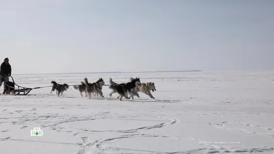 Необычное путешествие на собачьих упряжках