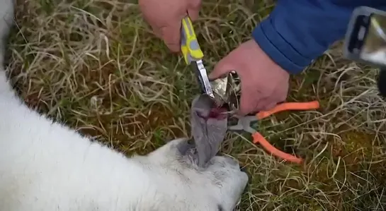 Как спасали медведицу в Диксоне