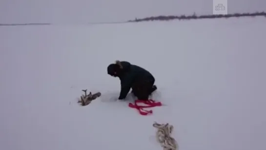 Чудесное спасение оленя