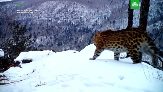 «Песня» самой редкой крупной кошки в мире