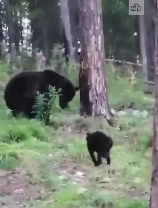 Отважный Вася спас хозяев