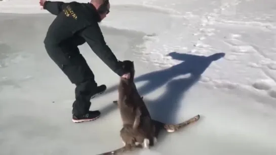 Чудесное спасение олененка в Финском заливе