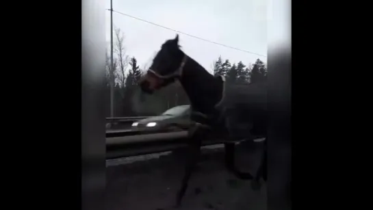 Табун лошадей проскакал по шоссе в Питере