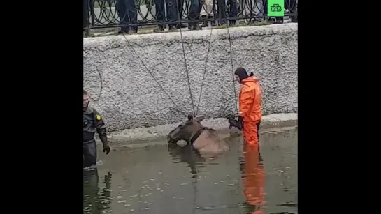 В московском пруду тонул лось