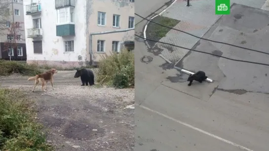 Дикий медведь в поисках пищи зашел в город на Сахалине