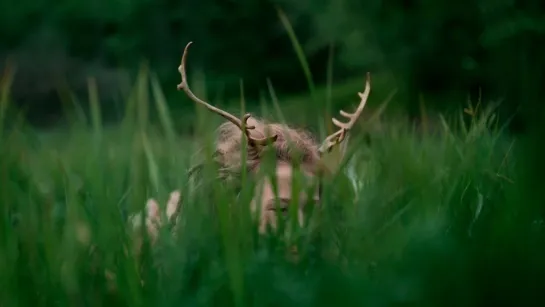 Heilung - Anoana [Official Videoclip] 2022