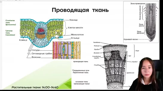 [Биология ЕГЭ Умскул] Растительные ткани на ЕГЭ по биологии | Биология ЕГЭ | Умскул