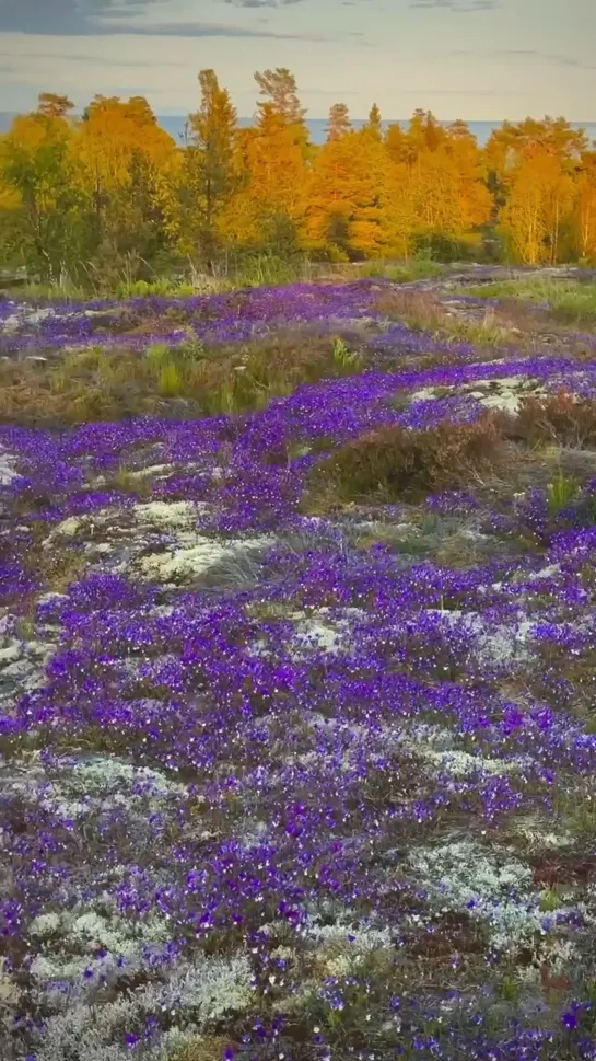 Видео от Валаамский монастырь