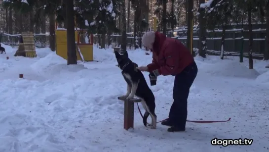 Дрессировка щенка ВЕО