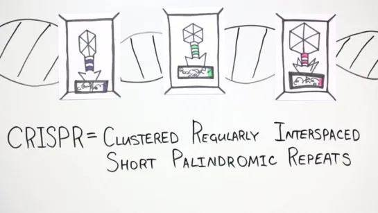 Как работает CRISPR-Cas9