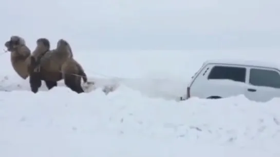 ПРИКОЛ 😂 Застрял на НИВЕ❓ Верблюд тебе в помощь 😂