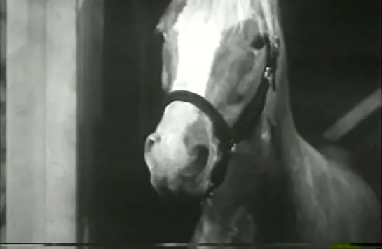 Mister Ed 1x05 (latino)