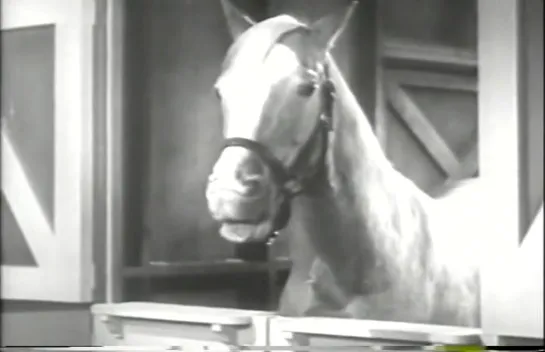 Mister Ed 1x03 (latino)