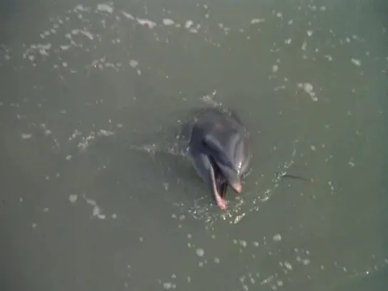 Flipper - 2x04  VOSE