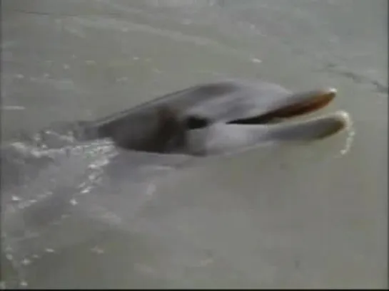 Flipper - 2x22 (latino)