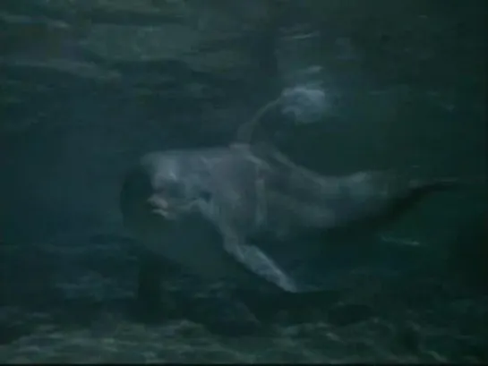 Flipper - 2x11 (latino)