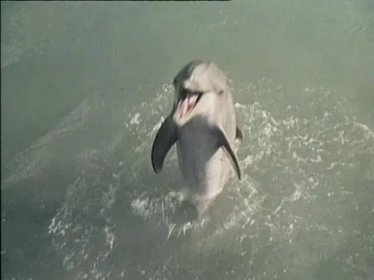 Flipper - 1x18 (latino)