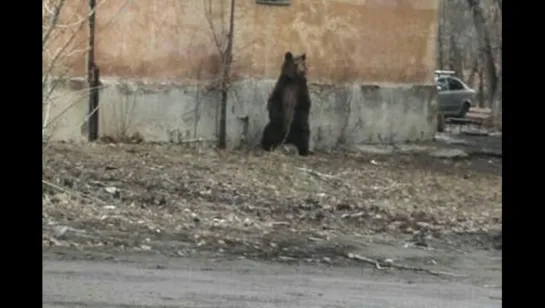 Медведь гуляет по Челябинску