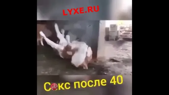 Главное - не падать духом! 🤣