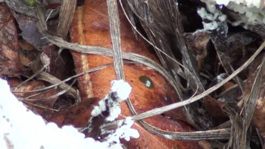 Tapioca Slime Mold (Myxomycota - Brefeldia maxima)