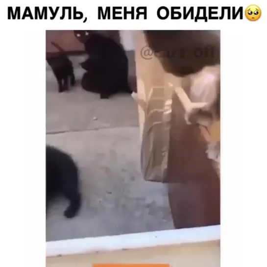 Видео Котики не против