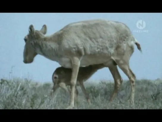 BBC: Planet Earth. The Future. Saving species / Планета Земля. Будущее. Сохранение видов (2006) Episod 1 of 3