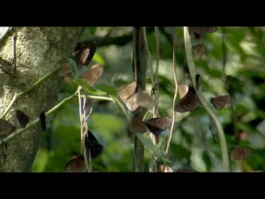 BBC: Life in the Undergrowth. Taking to the air / Жизнь в микромире. Взмывая в высь (2005) 2 of 5