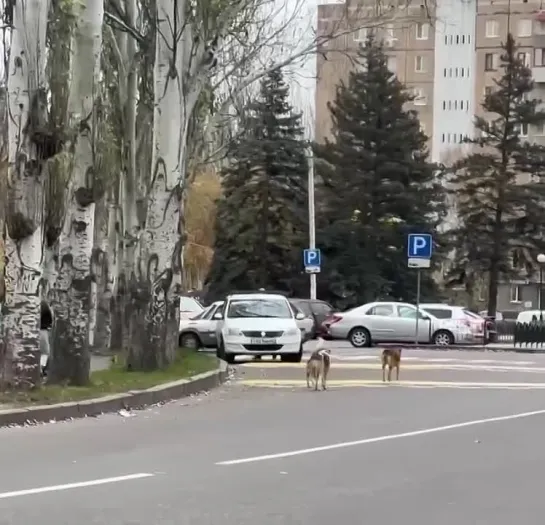 Видео от В МАКЕЕВКЕ 🅉 ДОНЕЦК | ДНР | СВОДКИ С ФРОНТА