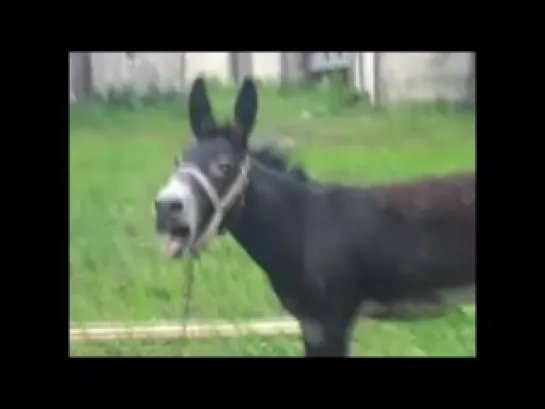 Slipknot - Sulfur (goat donkey edition)