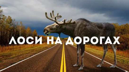 Лоси на дорогах!